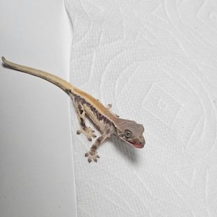 릴리100%헷아잔틱 세이블