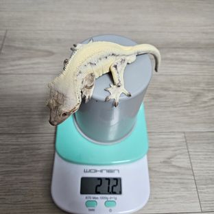 릴리 세이블