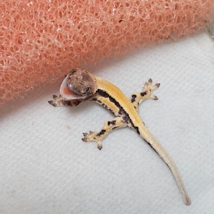 릴리100%헷아잔틱 세이블 100%헷아잔틱 릴리 세이블