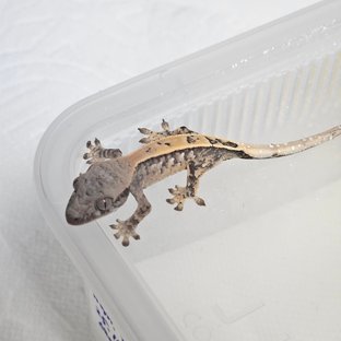 세이블 드리피 화이트스팟