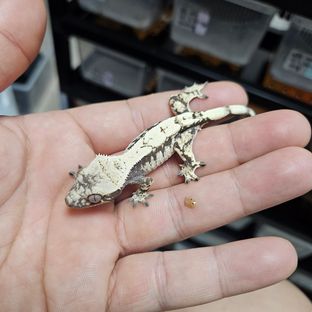 세이블 블랙 화이트