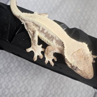 100% Het Axanthic LW Sable