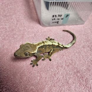 세이블