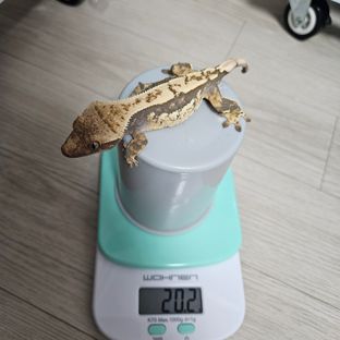 100%헷아잔틱