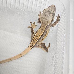 화이트스팟 쿼드 풀핀