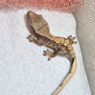 노멀 트라이 익스트림할리퀸 화이트스팟