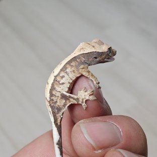 세이블 100%헷아잔틱