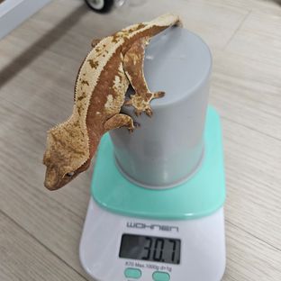 100%헷아잔틱