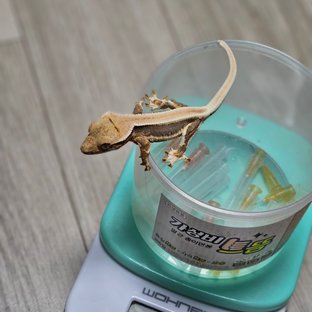 릴리100%헷아잔틱 솔리드백