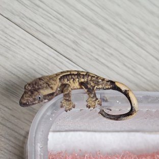 노멀 트라이 익스트림할리퀸