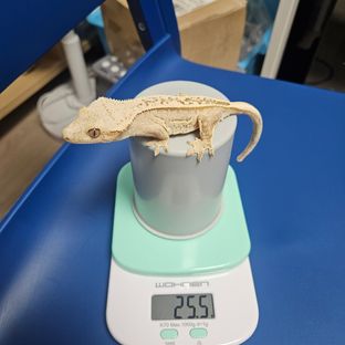 100%헷아잔틱
