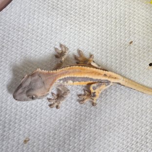 세이블 릴리100%헷아잔틱 릴리 세이블 100%헷아잔틱