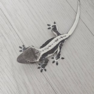 릴잔틱