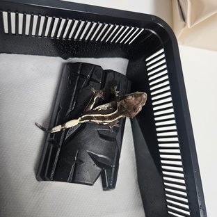 아잔틱 핀스트라이프