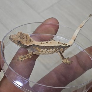 세이블 100%헷아잔틱