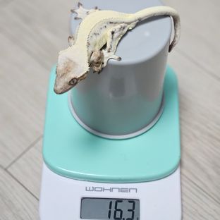 릴리 세이블