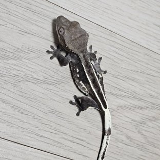 아잔틱 풀핀
