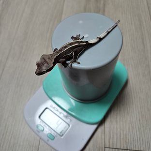 아잔틱