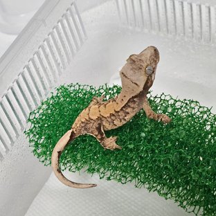 노멀 트라이 익스트림할리퀸 화이트스팟