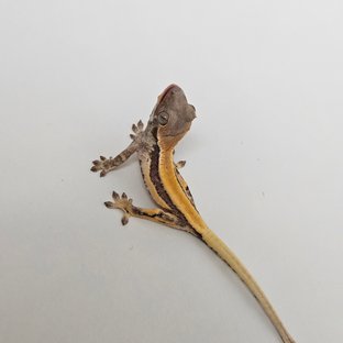 100%헷아잔틱 릴리 세이블 릴리100%헷아잔틱 세이블