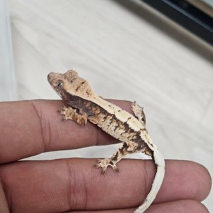 세이블 100%헷아잔틱