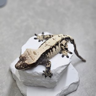 세이블 블랙 화이트