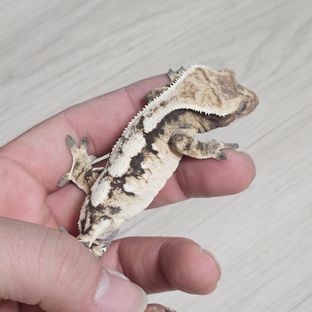 세이블 드리피 화이트스팟