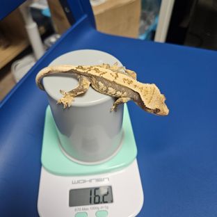 100%헷아잔틱