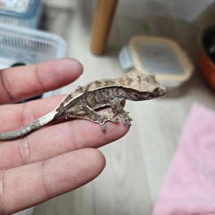 100%헷아잔틱 카푸치노