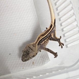 노멀 풀핀 쿼드