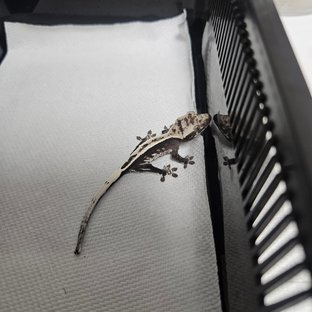 아잔틱