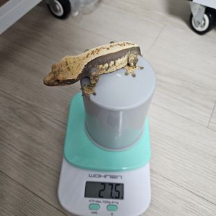 100%헷아잔틱