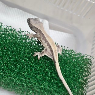 릴리 세이블 100%헷아잔틱