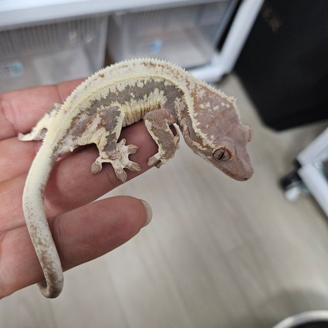 프라푸치노