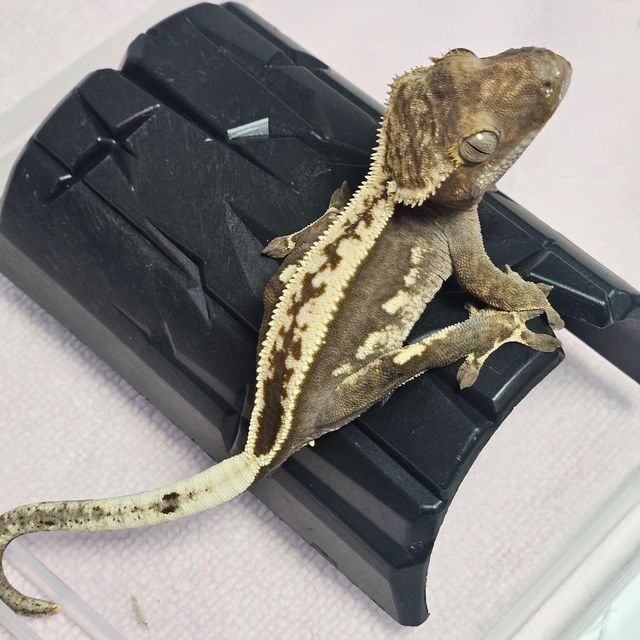 100%헷아잔틱 풀핀