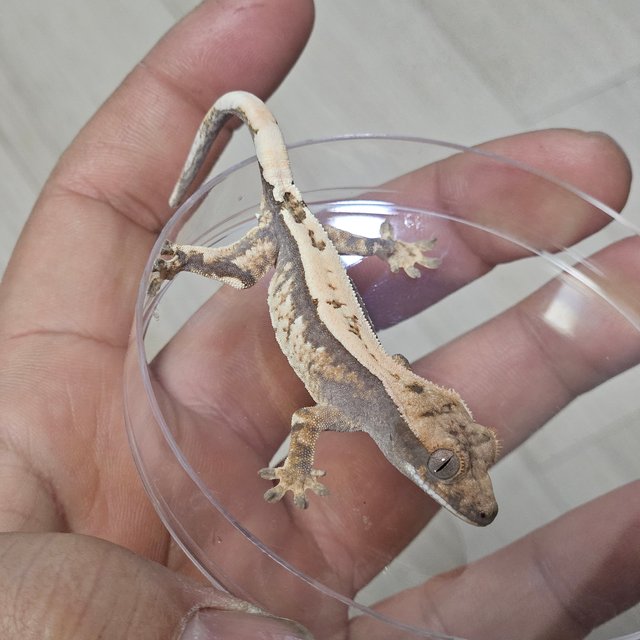 세이블 100%헷아잔틱