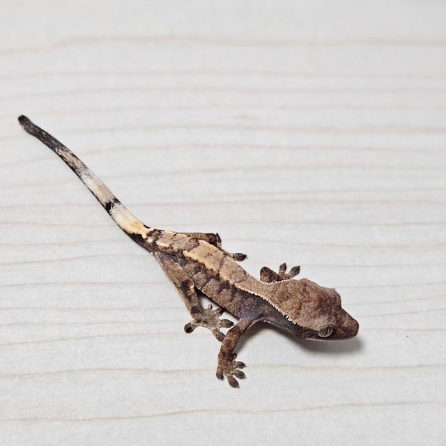 세이블