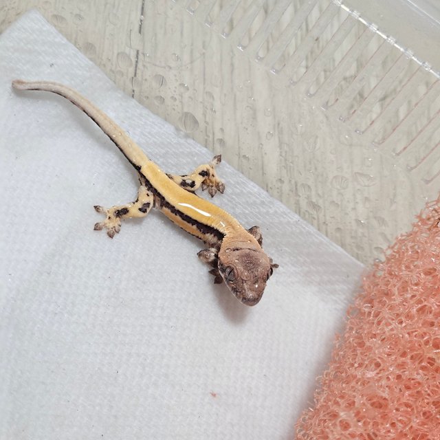 릴리100%헷아잔틱 세이블 100%헷아잔틱 릴리 세이블