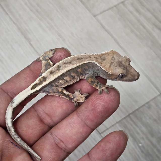 100%헷아잔틱 세이블