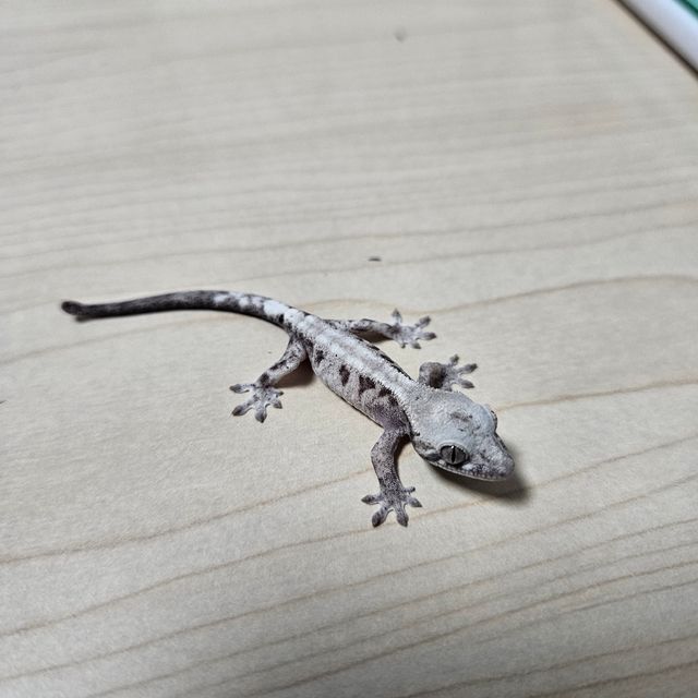 루왁 릴리