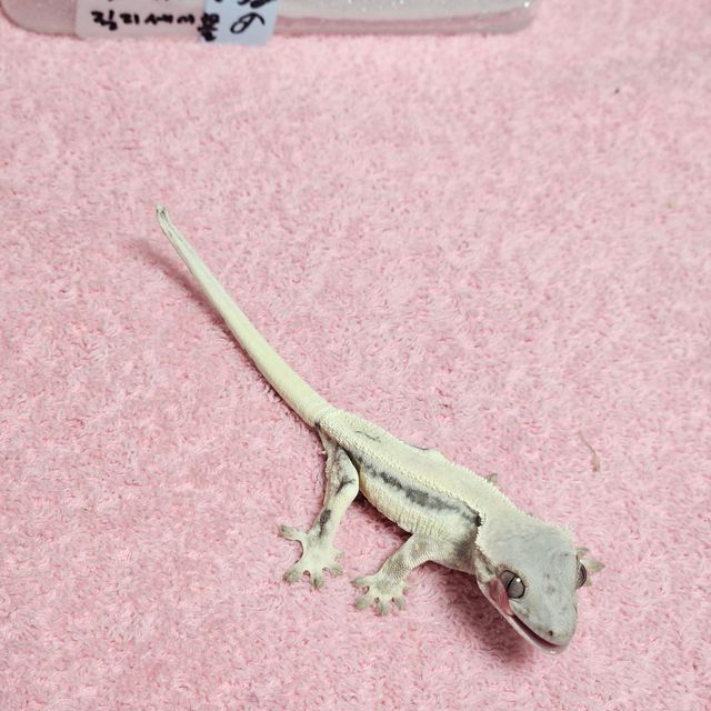 릴리 세이블