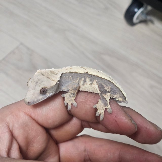 100%헷아잔틱 세이블