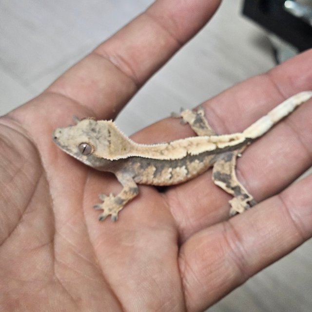 세이블 100%헷아잔틱