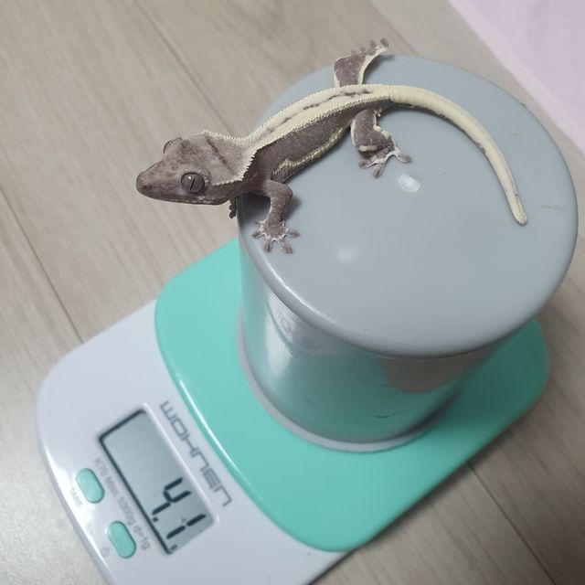 릴잔틱 아잔틱