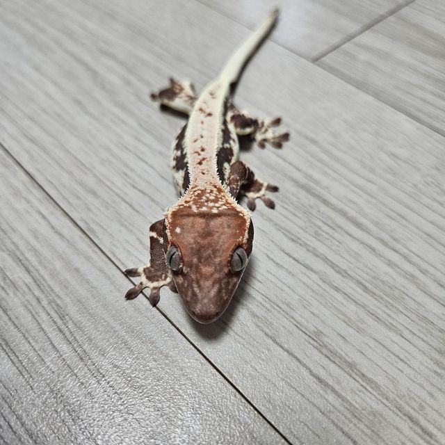 프라푸치노