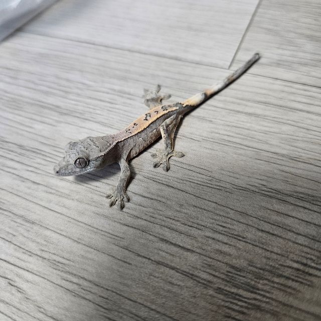 세이블