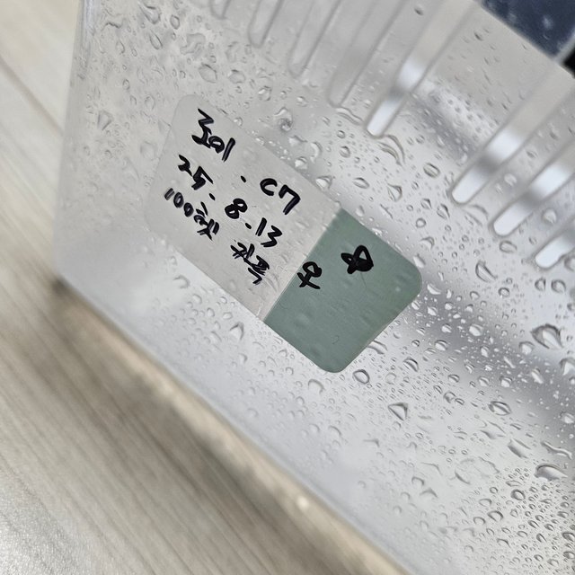 카푸치노 100%헷아잔틱