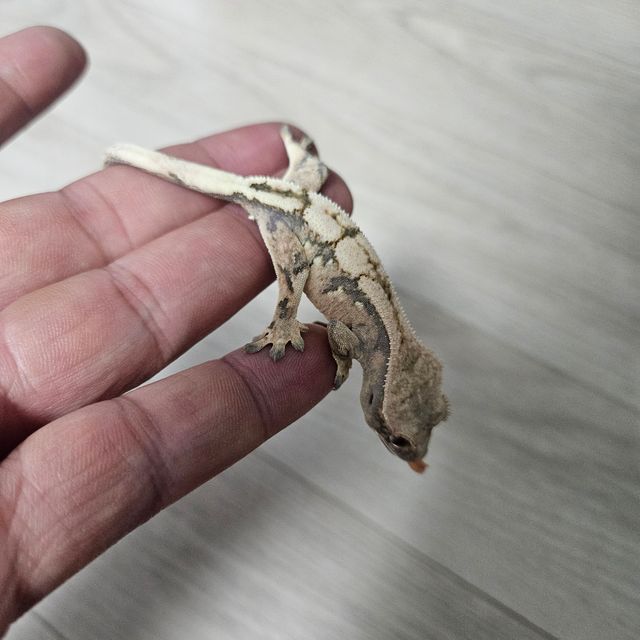 세이블 드리피 화이트스팟