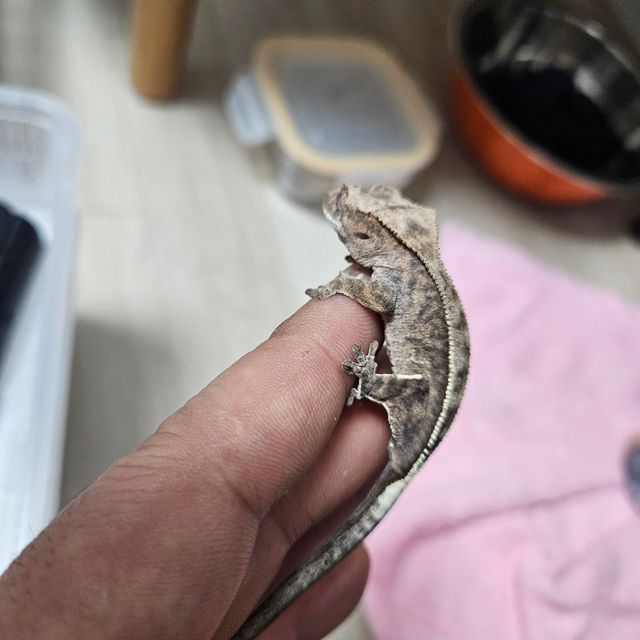 100%헷아잔틱 카푸치노