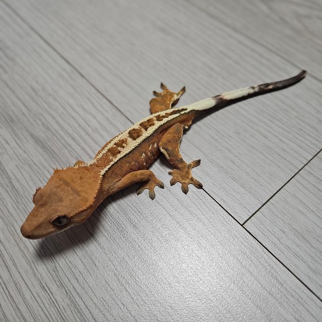 카푸치노